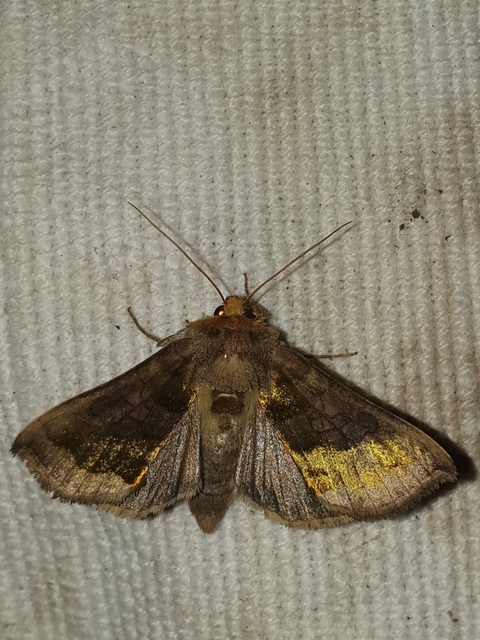 Diachrysia chrysitis - aranybagoly