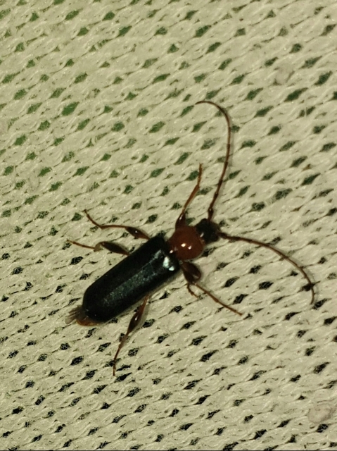 Phymatodes testaceus - változékony korongcincér Phymatodes testaceus - változékony korongcincér