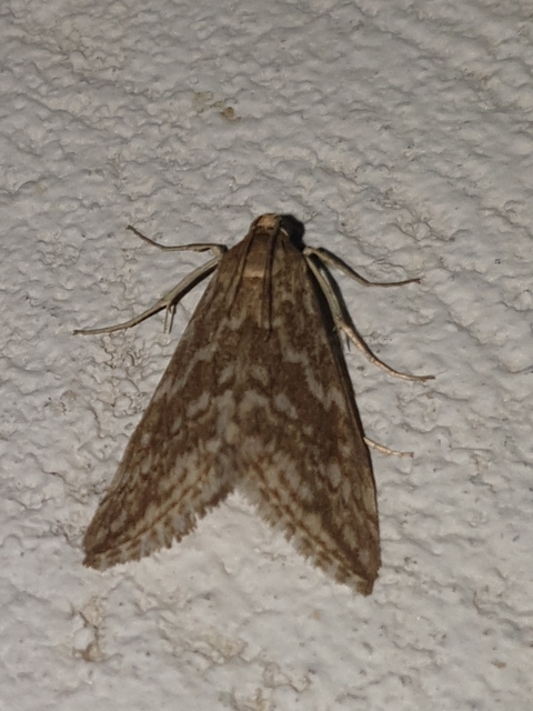 Evergestis frumentalis - tavaszi dudvamoly
