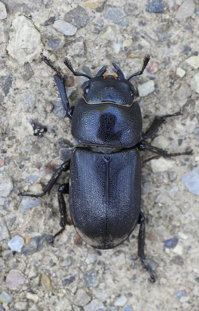 Dorcus parallelipipedus - kis szarvasbogár