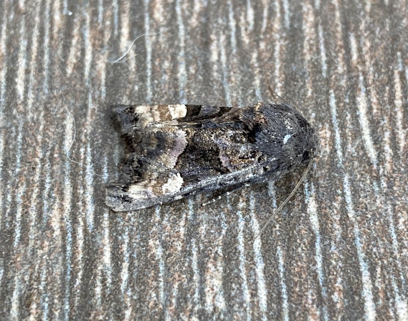 Euplexia lucipara - szeder-csipkésbagoly