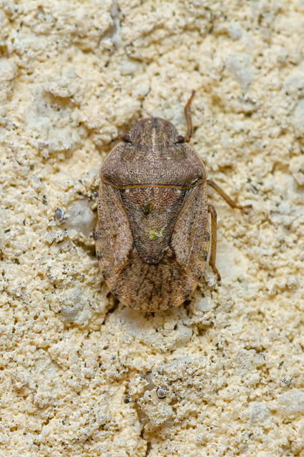 Sciocoris Sciocoris