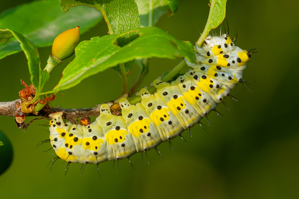 Diloba caeruleocephala - őszi kékesbagoly