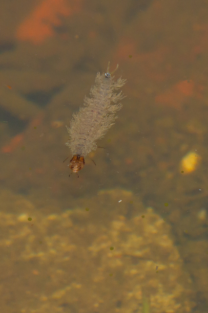 Hydrochara