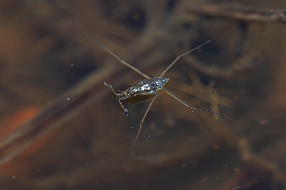Gerridae - molnárpoloskák