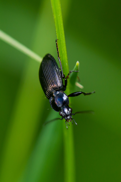 Agonum duftschmidi - széleshátú kisfutó