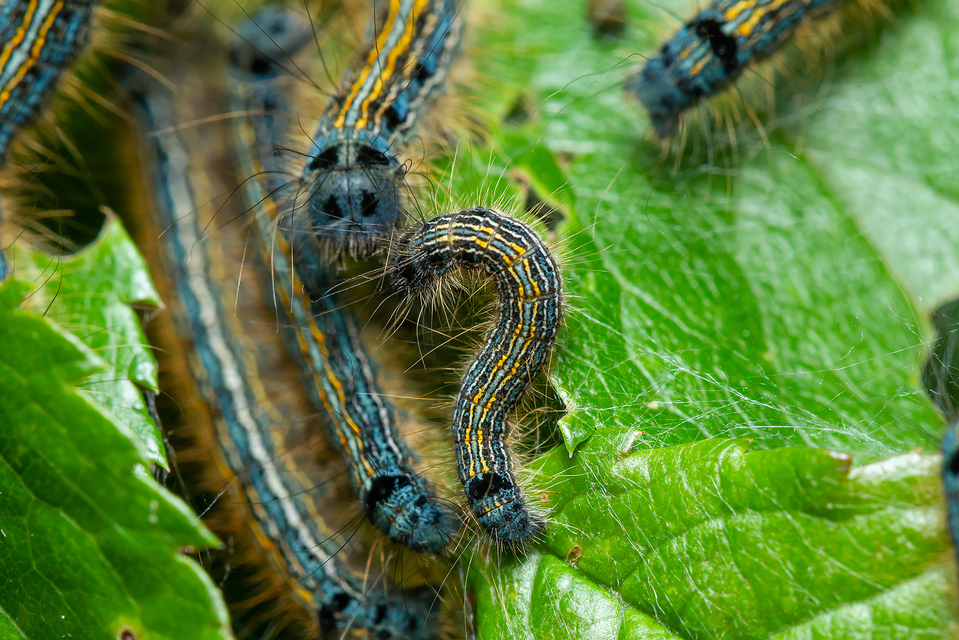 Malacosoma neustria - gyűrűsszövő