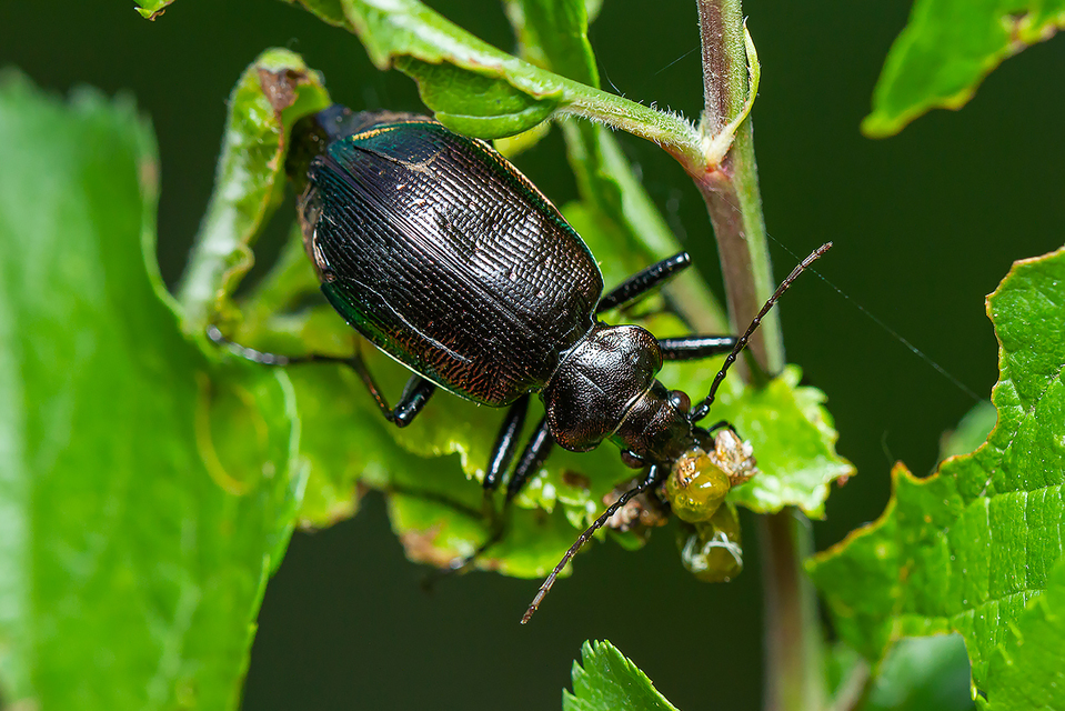 Calosoma inquisitor - kis bábrabló
