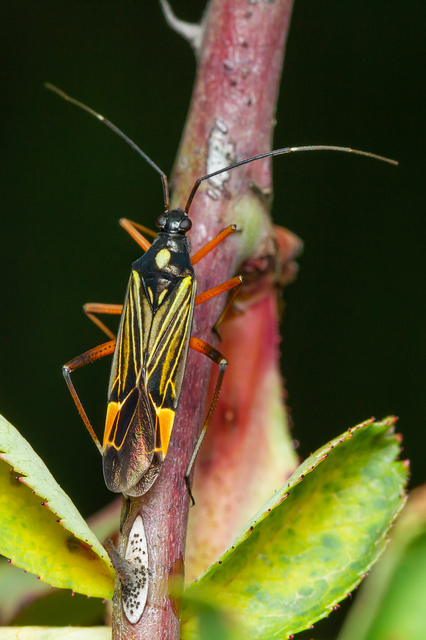 Miris striatus - sávos mezeipoloska
