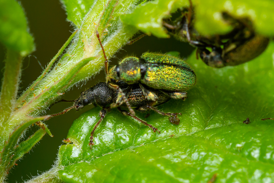 Phyllobius betulinus - változékony levélormányos