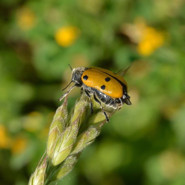 Lachnaia sexpunctata - szőrösnyakú zsákhordóbogár