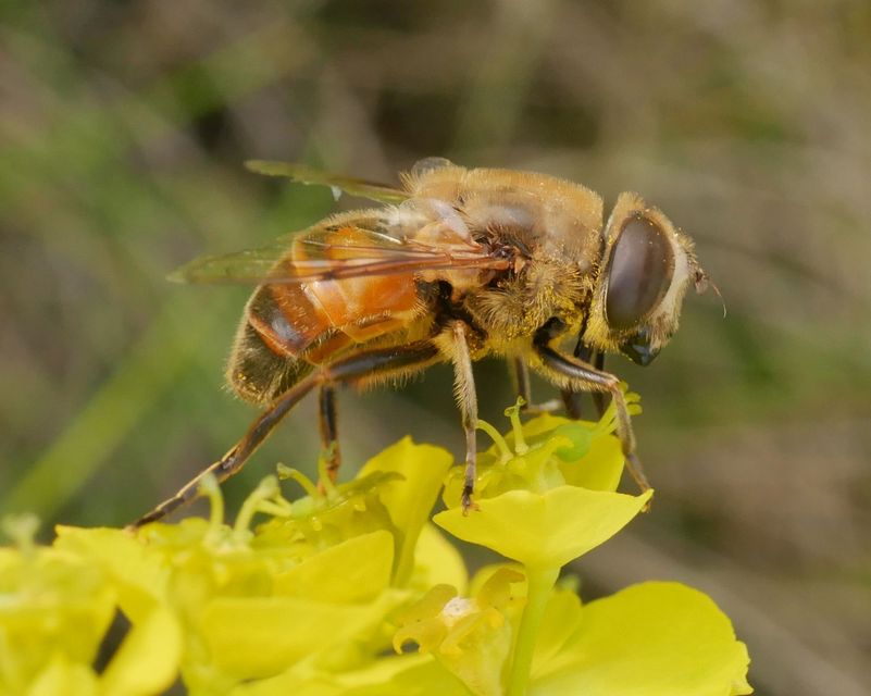 Eristalis tenax - közönséges herelégy