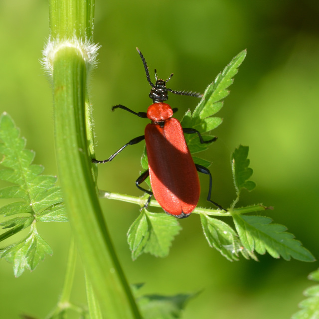 Pyrochroa coccinea - nagy bíborbogár