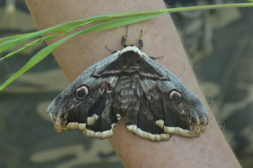 Saturnia pyri - nagy pávaszem