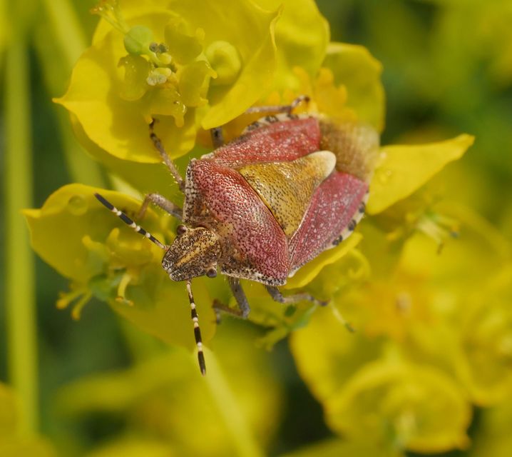 Dolycoris baccarum - közönséges bogyómászó-poloska Dolycoris baccarum - közönséges bogyómászó-poloska