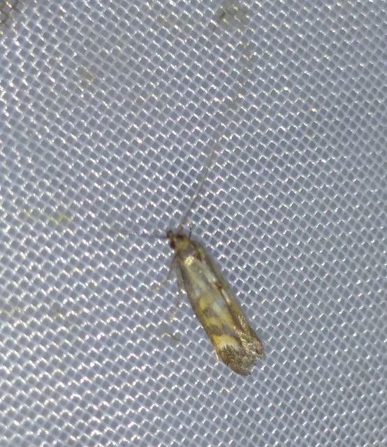 Epermenia pontificella - tarka íveltmoly
