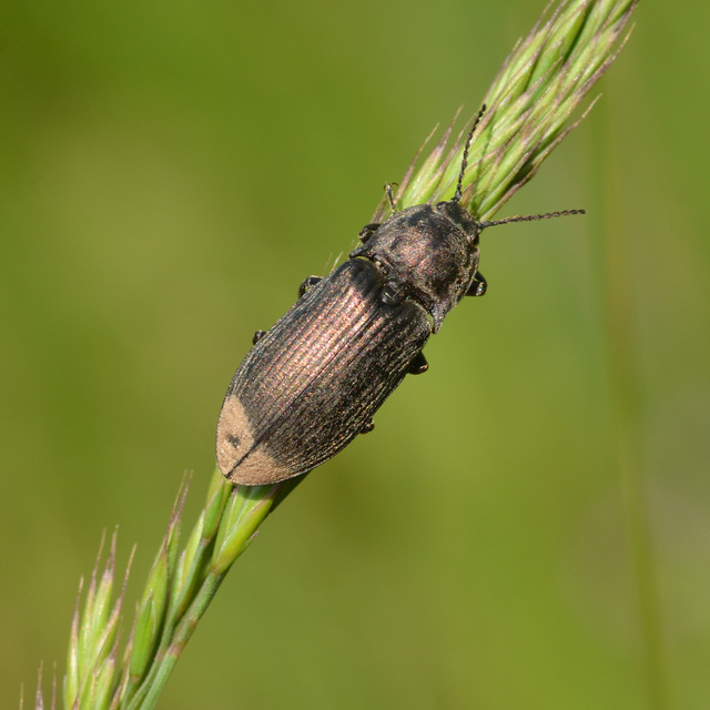 Selatosomus latus - széles pattanó