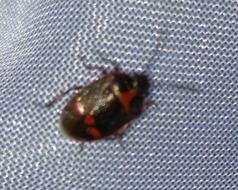 Eurydema oleracea - paréjpoloska Eurydema oleracea - paréjpoloska