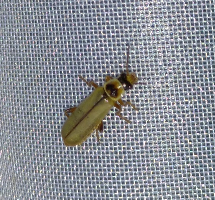 Metacantharis clypeata - tavaszi lágybogár