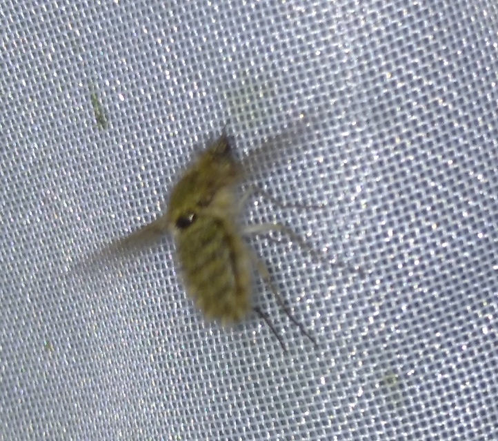 Conophorus