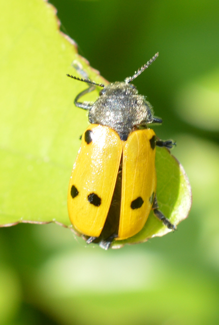 Lachnaia sexpunctata - szőrösnyakú zsákhordóbogár