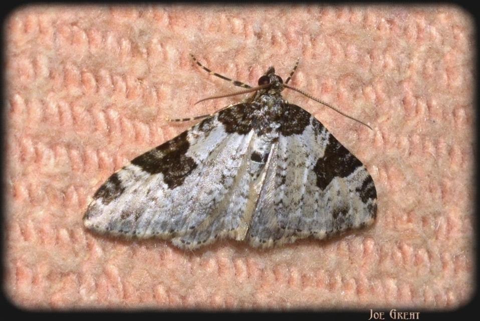Xanthorhoe fluctuata - közönséges tarkaaraszoló