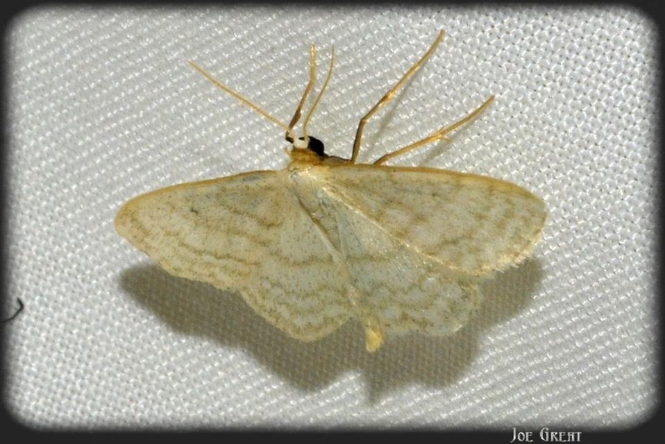 Idaea subsericeata - ötvonalas apróaraszoló