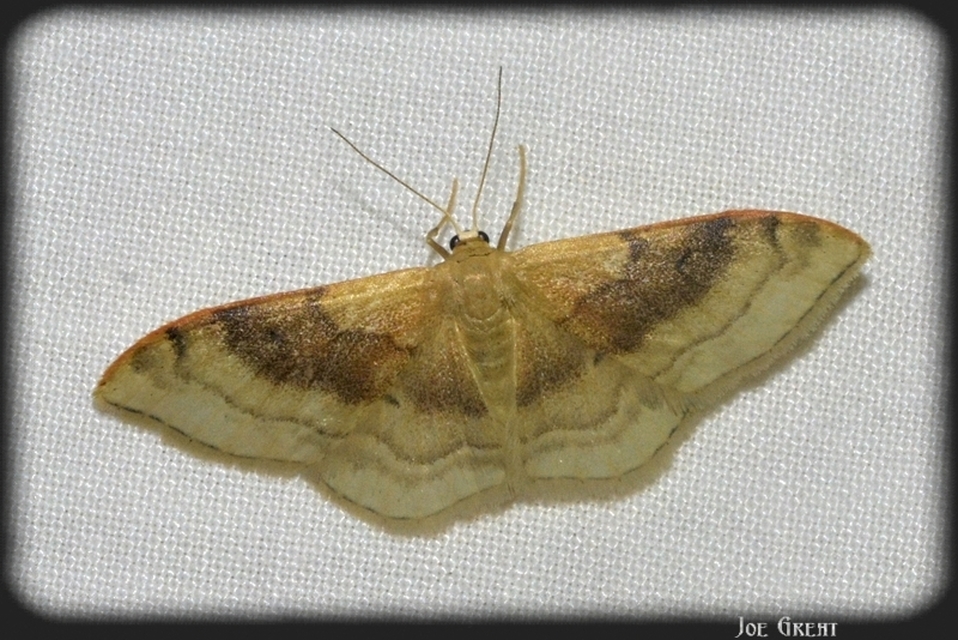 Idaea degeneraria - barnasávos araszoló