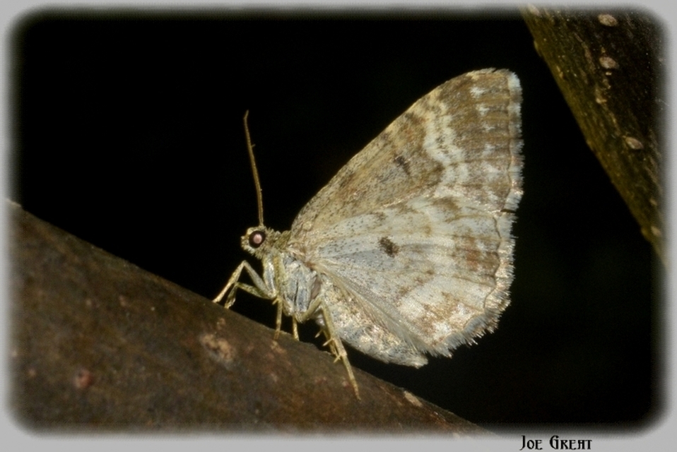 Epirrhoe alternata - galaj-tarkaaraszoló