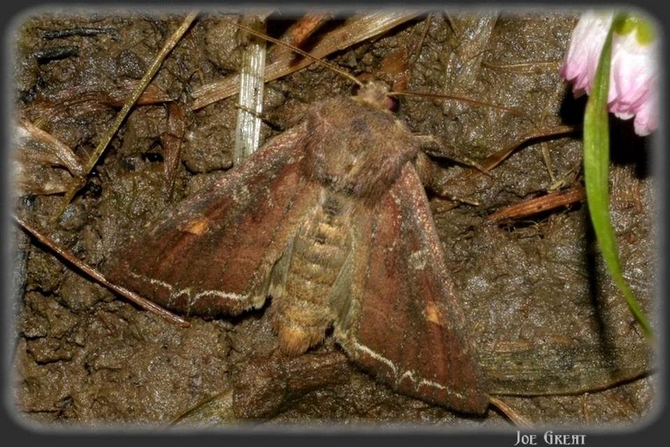 Lacanobia oleracea - saláta-kertibagoly