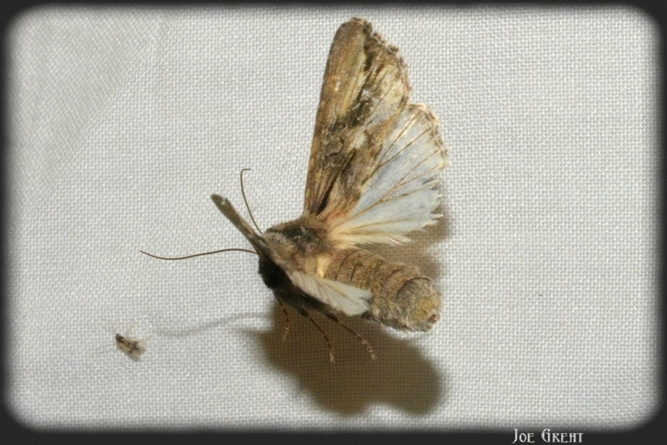 Egira conspicillaris - változékony szürkebagoly