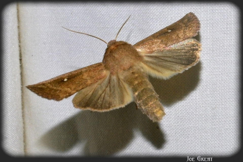 Mythimna albipuncta - fehérpettyes rétibagoly Mythimna albipuncta - fehérpettyes rétibagoly