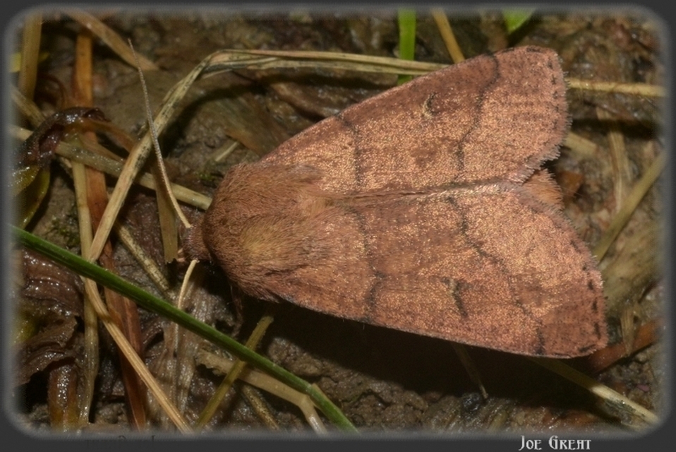 Mythimna turca - félholdas rétibagoly
