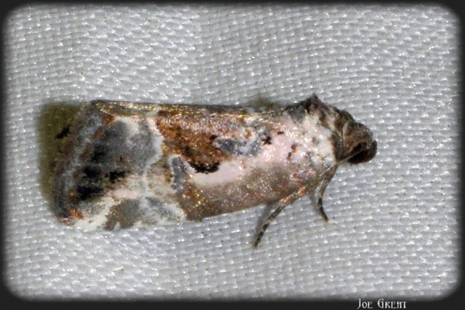 Hapalotis venustula - rózsaszínű mázasbagoly