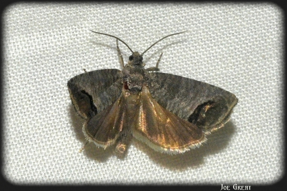 Cydia pomonella - almamoly