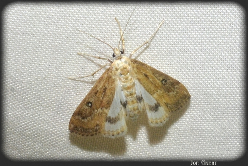 Parapoynx stratiotata - közönséges vízimoly