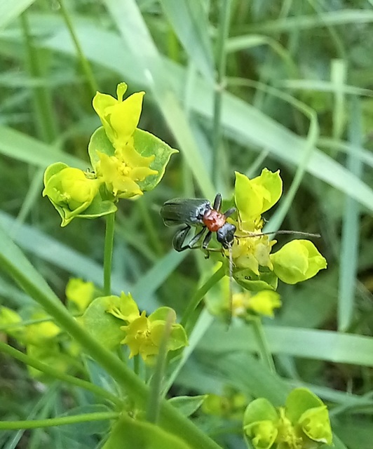 Oedemera croceicollis - pirostorú álcincér