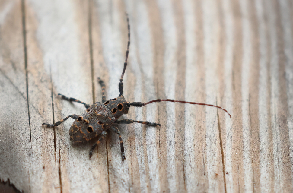 Mesosa curculionoides - szemfoltos cincér Mesosa curculionoides - szemfoltos cincér