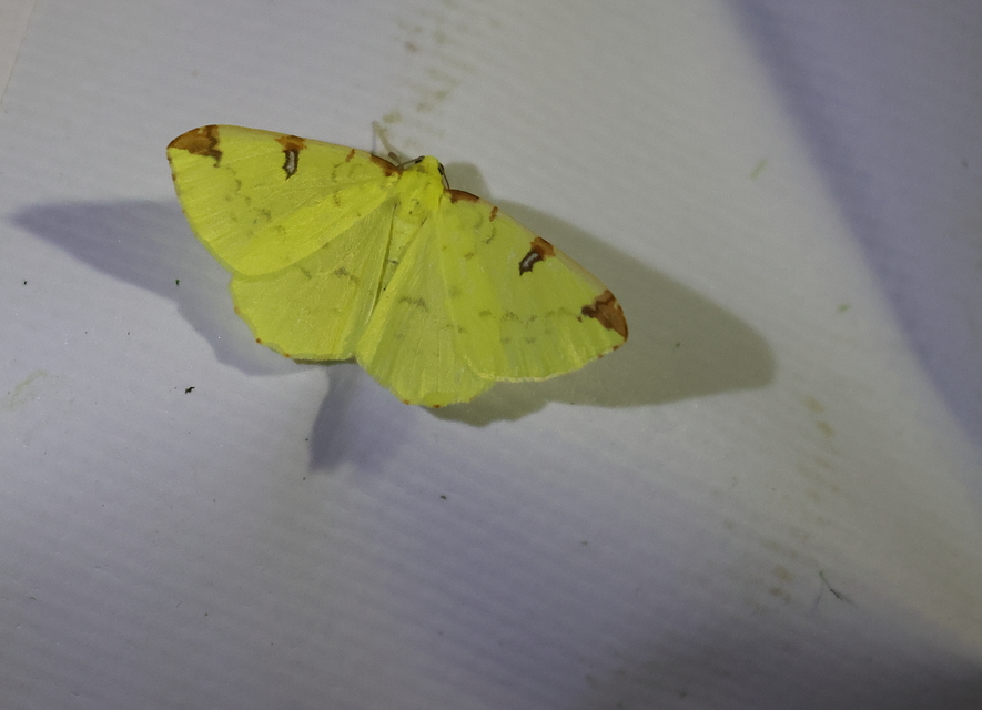Opisthograptis luteolata - citromsárga araszoló