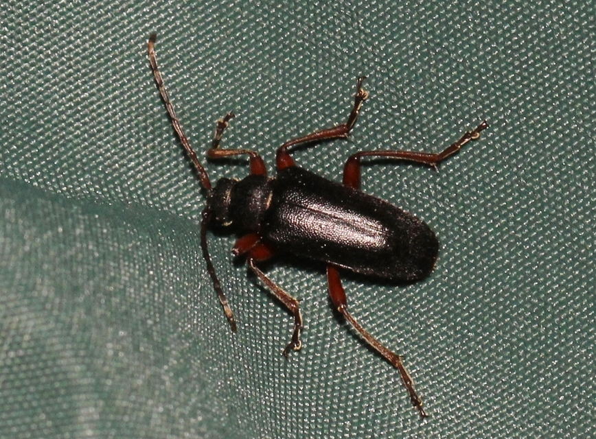 Cortodera villosa - bozontos cserjecincér