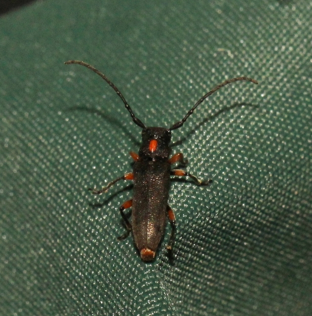 Phytoecia pustulata - parányi fűcincér