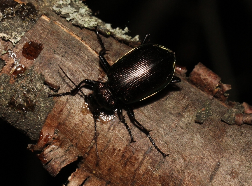Calosoma inquisitor - kis bábrabló