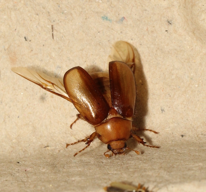Rhizotrogus aestivus - tavaszvégi cserebogár