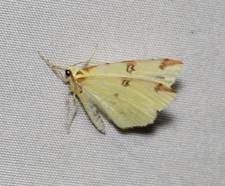 Opisthograptis luteolata - citromsárga araszoló