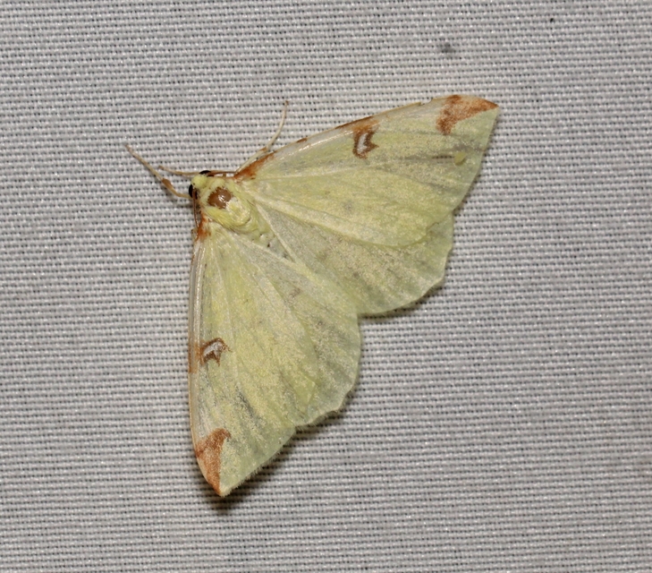 Opisthograptis luteolata - citromsárga araszoló