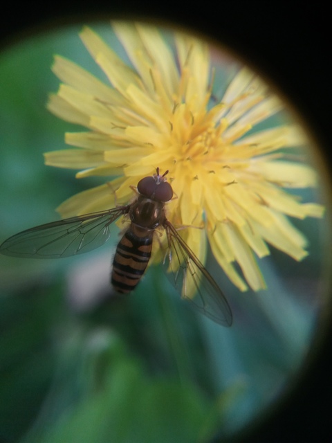 Episyrphus balteatus - ékfoltos zengőlégy