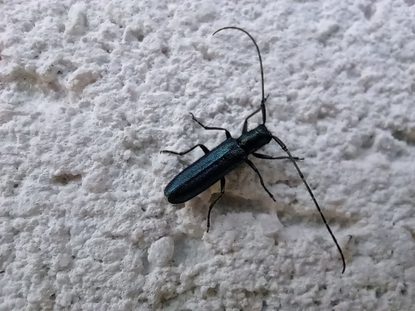 Agapanthia violacea - kék somkórócincér