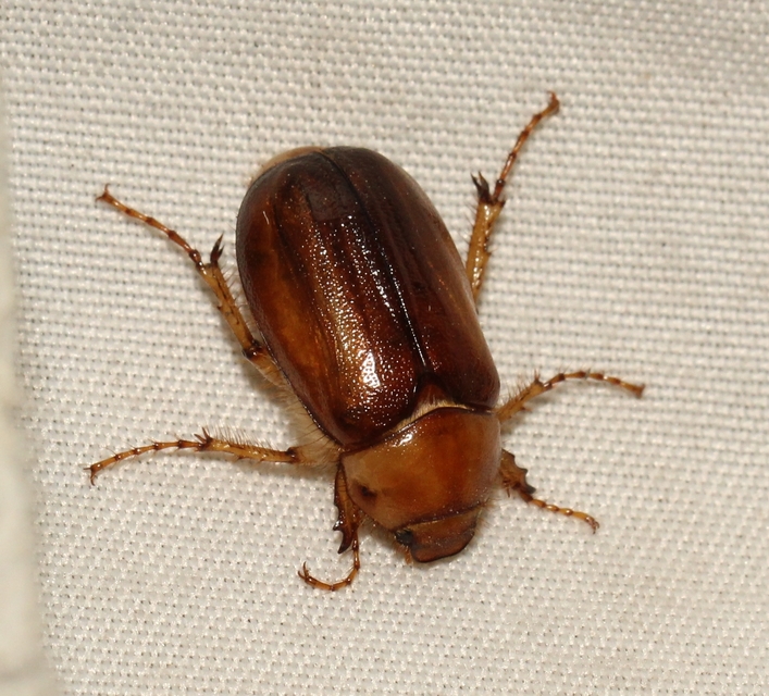 Rhizotrogus aestivus - tavaszvégi cserebogár