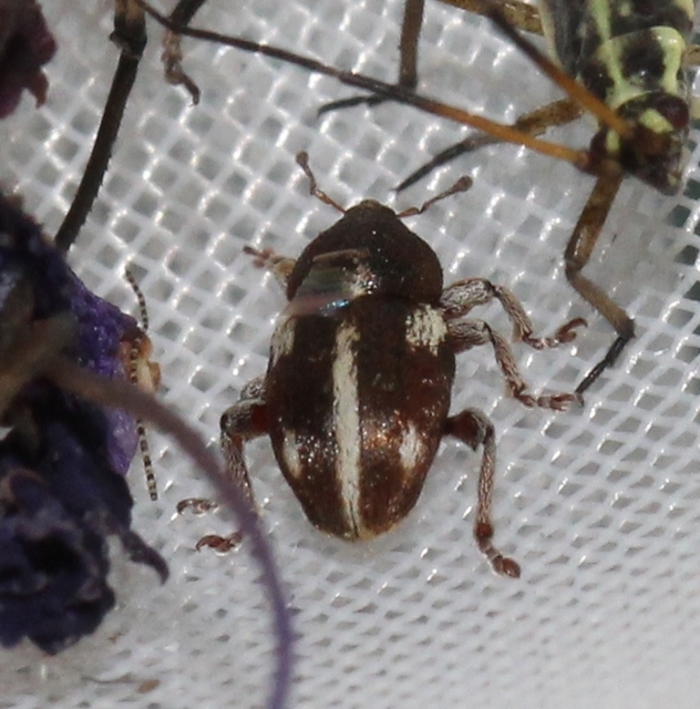 Tychius quinquepunctatus - borsó-tímárormányos