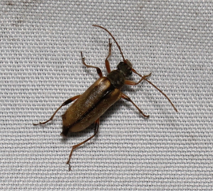 Cortodera humeralis - négyfoltos cserjecincér